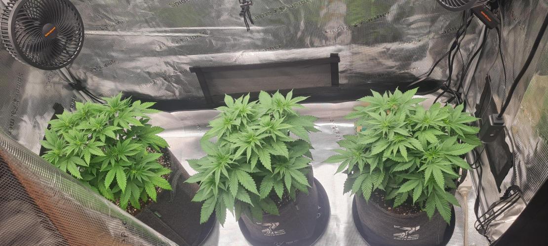 Brookey OG Godfather. Week 7
