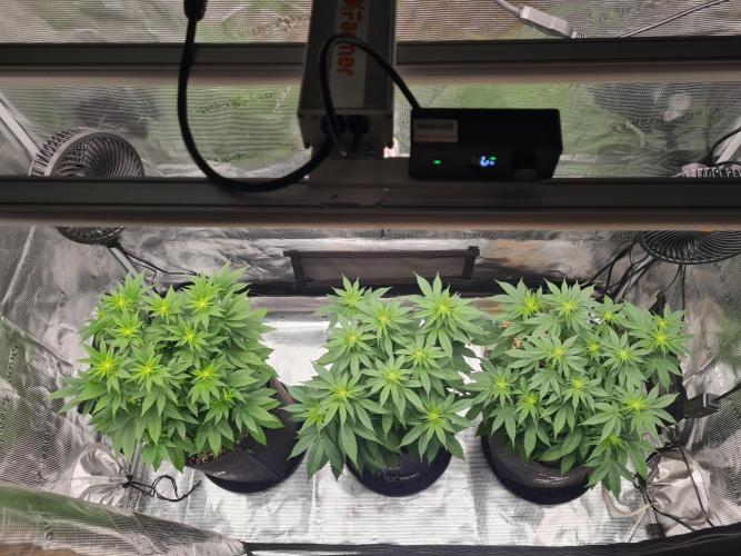 Brookey OG Godfather. Week 8