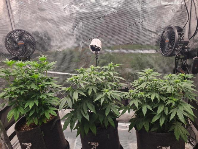Brookey OG Godfather. Week 8