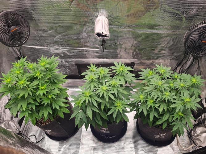 Brookey OG Godfather. Week 8