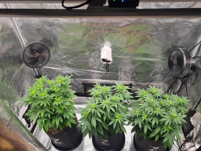 Brookey OG Godfather. Week 8