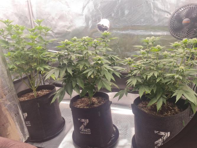 Brookey OG Godfather. Week 9