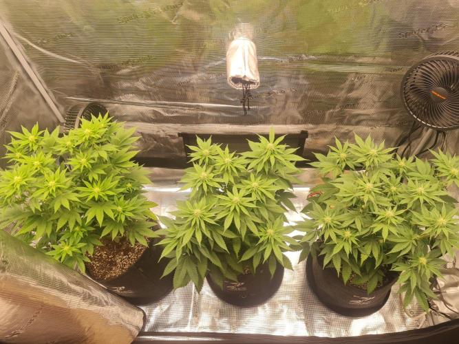 Brookey OG Godfather. Week 9