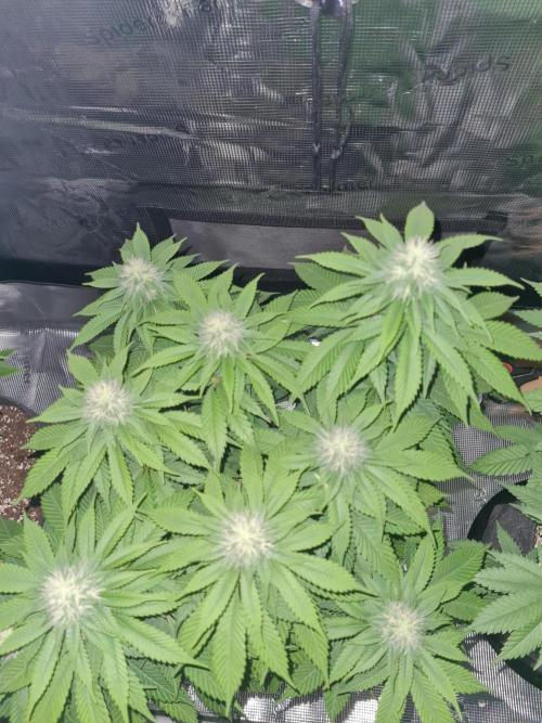 Brookey OG Godfather. Week 10