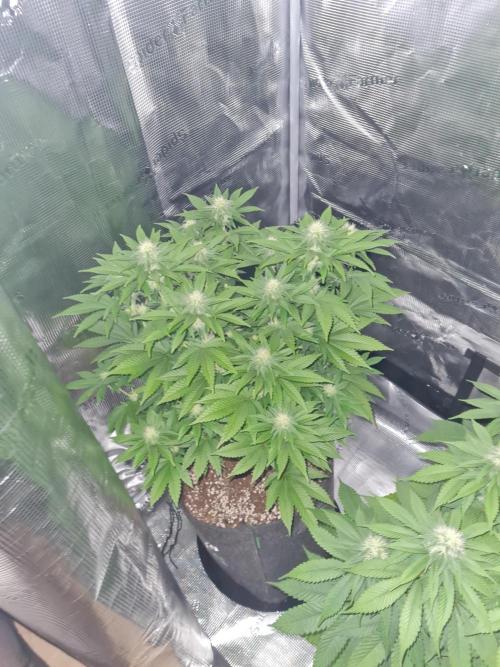 Brookey OG Godfather. Week 10