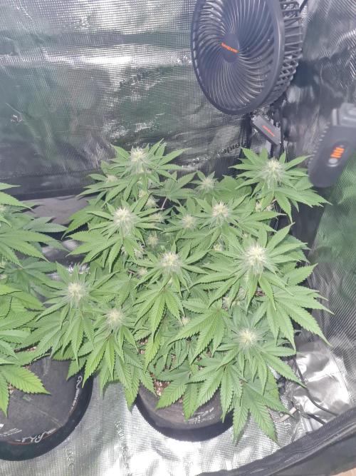 Brookey OG Godfather. Week 10