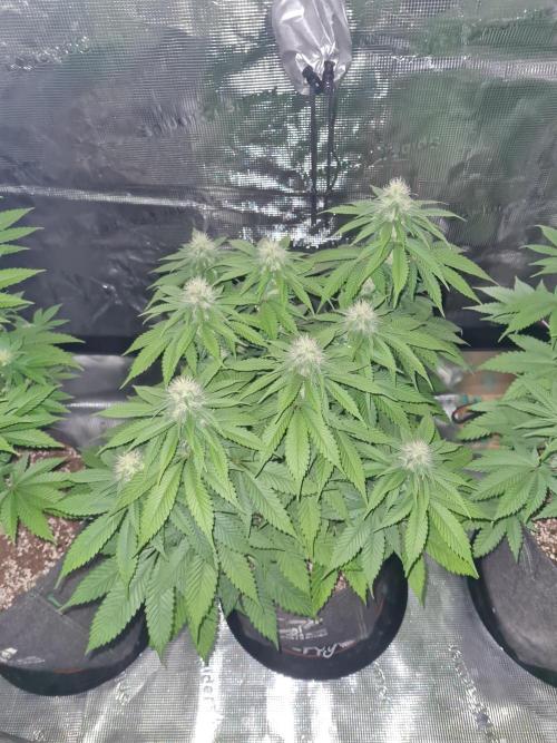 Brookey OG Godfather. Week 10
