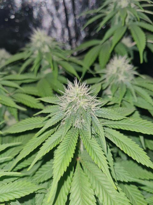 Brookey OG Godfather. Week 10