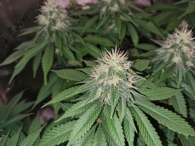Brookey OG Godfather. Week 11