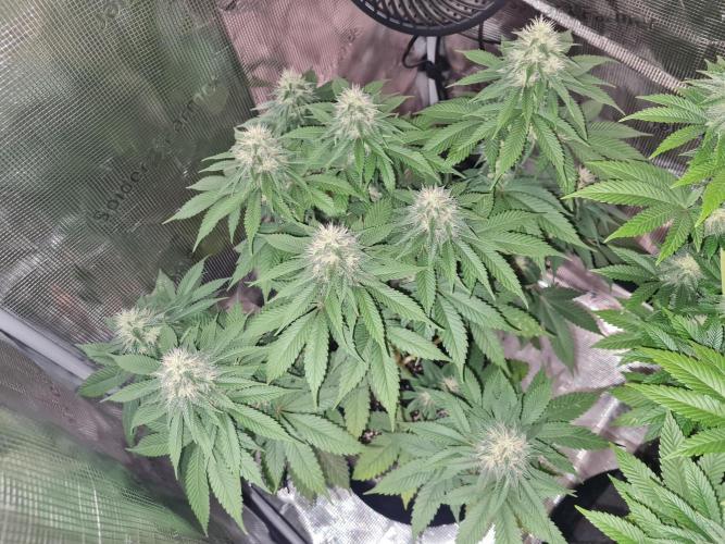Brookey OG Godfather. Week 11