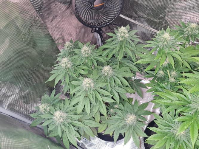 Brookey OG Godfather. Week 11