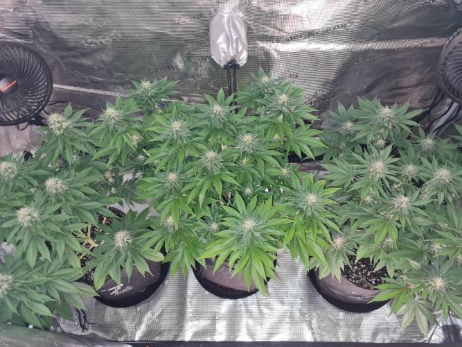 Brookey OG Godfather. Week 11