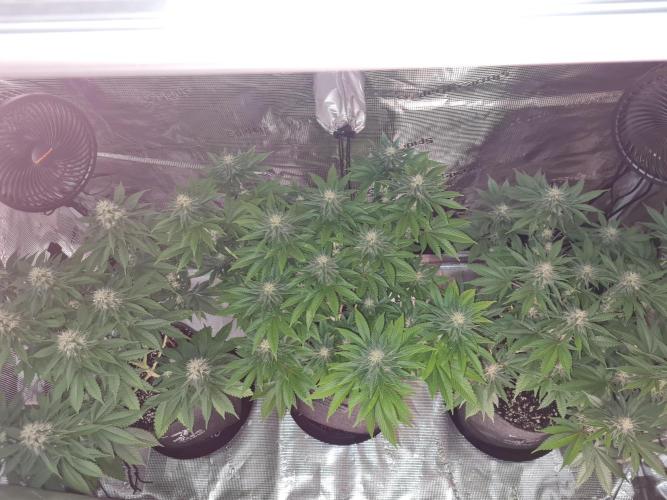 Brookey OG Godfather. Week 11