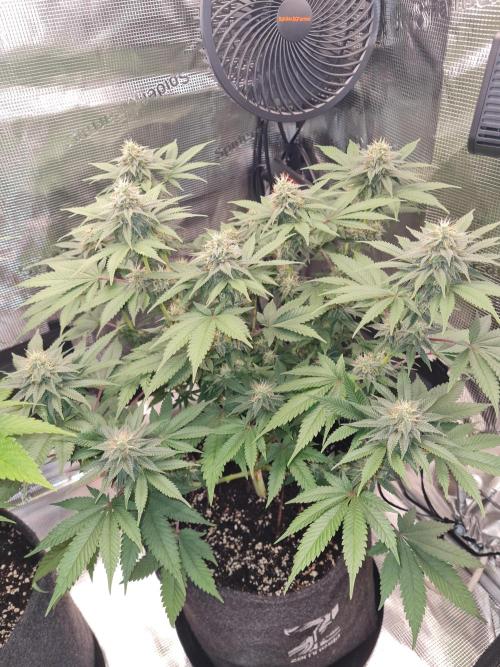 Brookey OG Godfather. Week 11