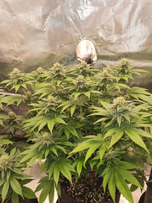 Brookey OG Godfather. Week 11