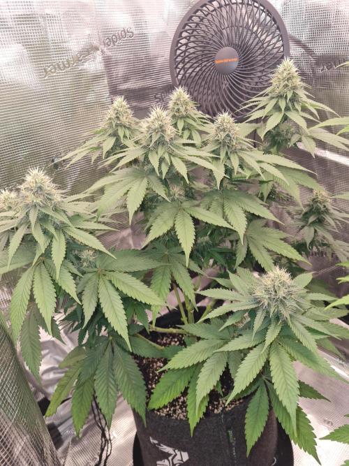 Brookey OG Godfather. Week 11