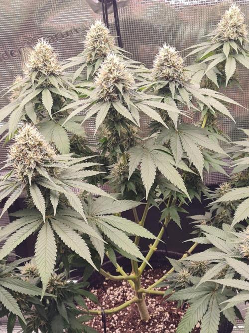 Brookey OG Godfather. Week 12