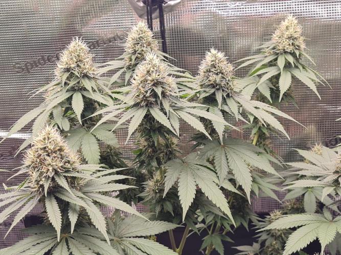 Brookey OG Godfather. Week 12