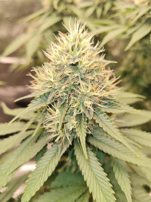 Brookey OG Godfather. Week 12