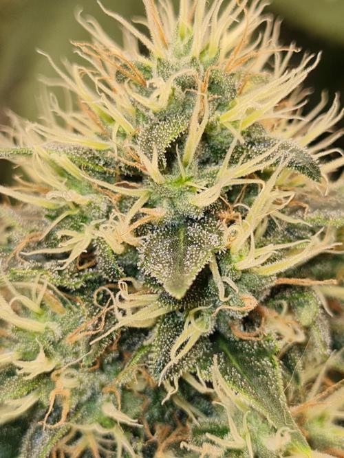 Brookey OG Godfather. Week 12