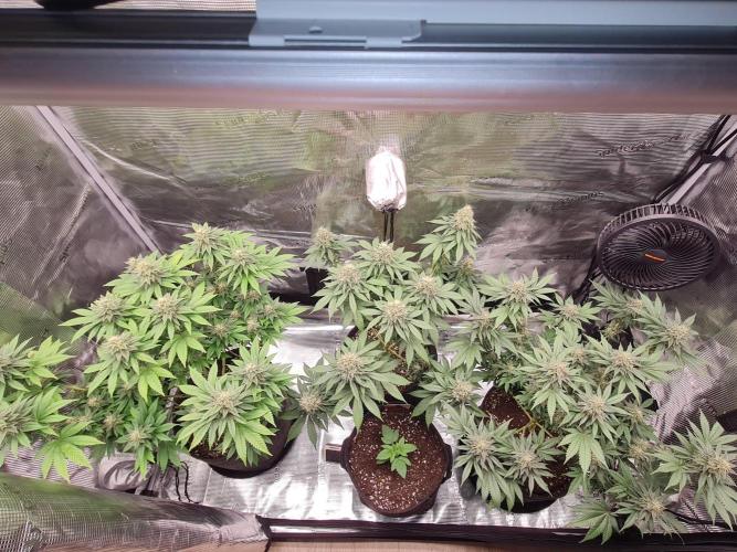 Brookey OG Godfather. Week 12