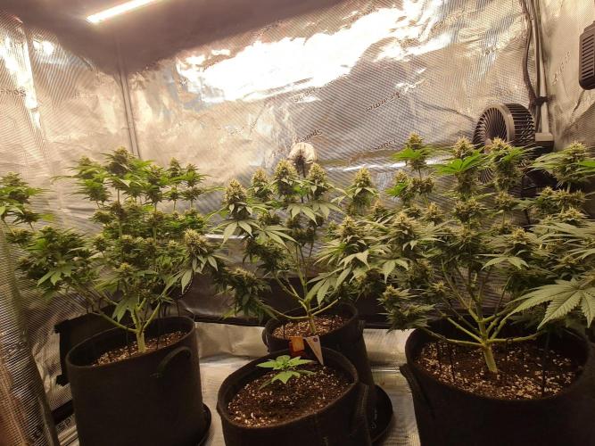Brookey OG Godfather. Week 12