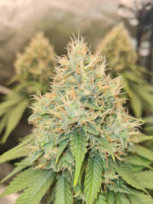 Brookey OG Godfather. Week 13