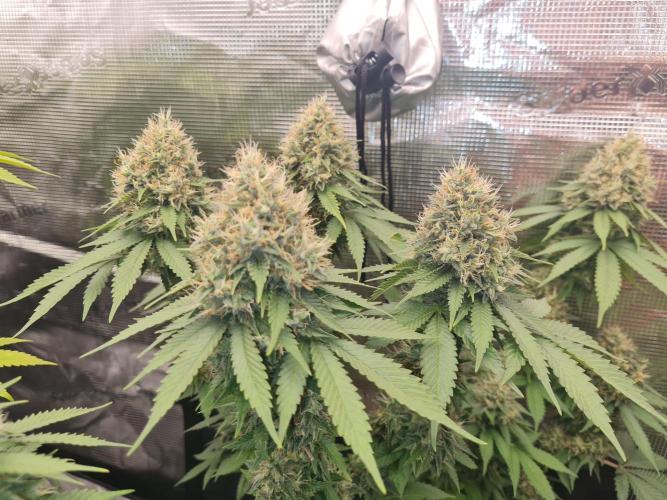 Brookey OG Godfather. Week 13
