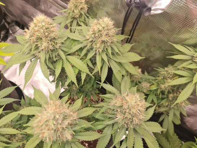 Brookey OG Godfather. Week 13