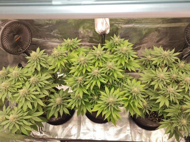 Brookey OG Godfather. Week 11