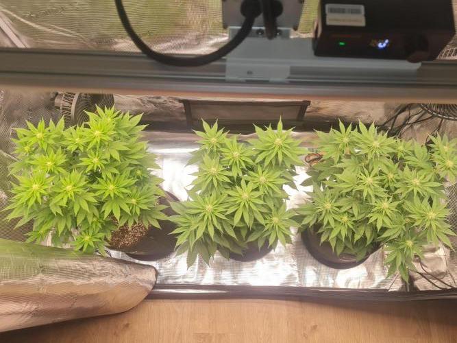 Brookey OG Godfather. Week 9