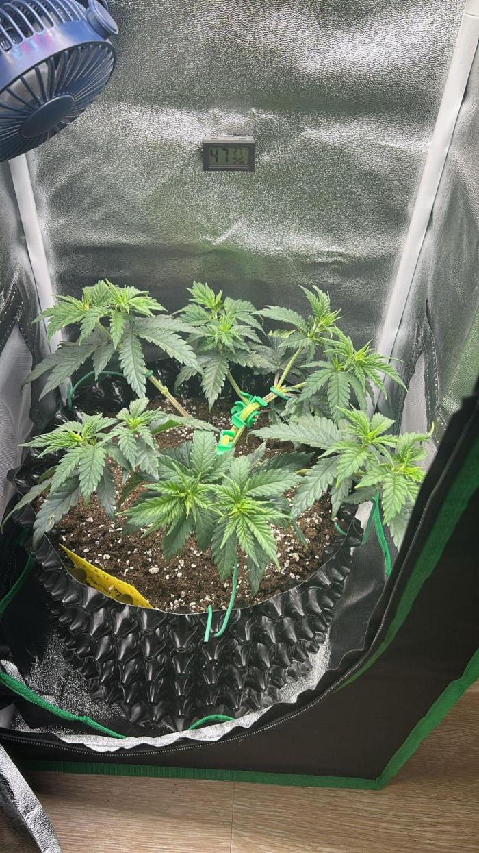 Platinum OG (1 plant in 80x80). Week 5