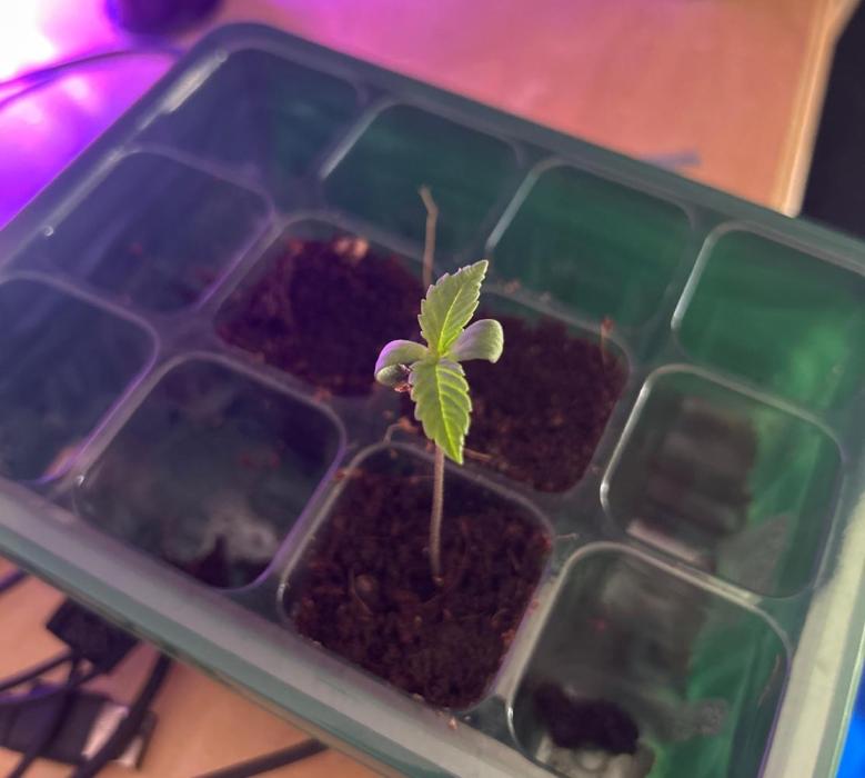 Platinum OG (1 plant in 80x80). Week 1