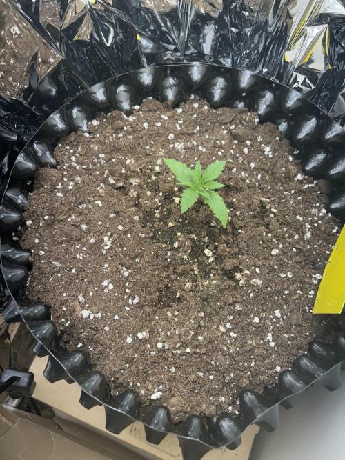 Platinum OG (1 plant in 80x80). Week 2