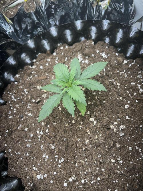 Platinum OG (1 plant in 80x80). Week 2