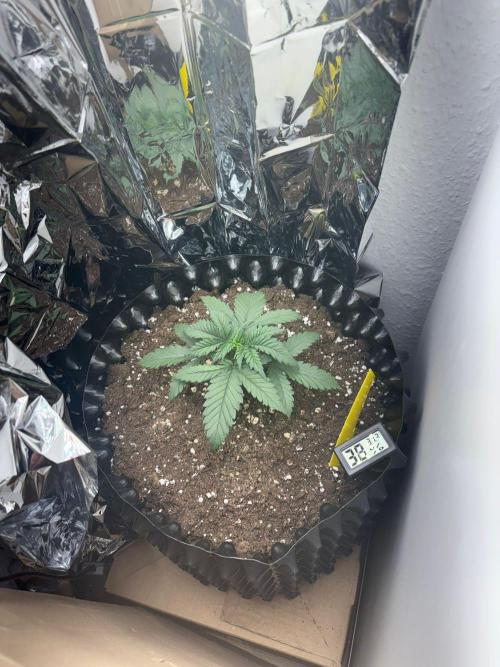 Platinum OG (1 plant in 80x80). Week 3