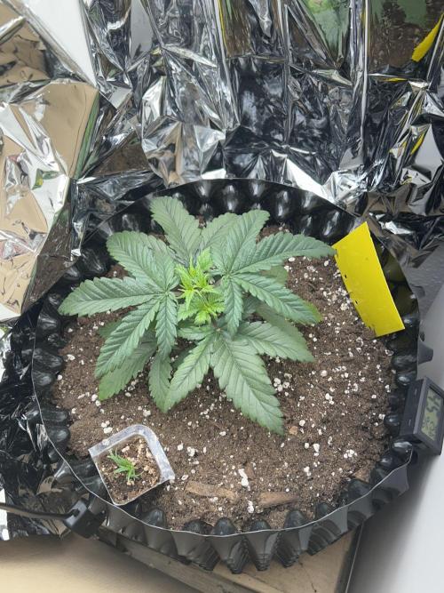 Platinum OG (1 plant in 80x80). Week 3