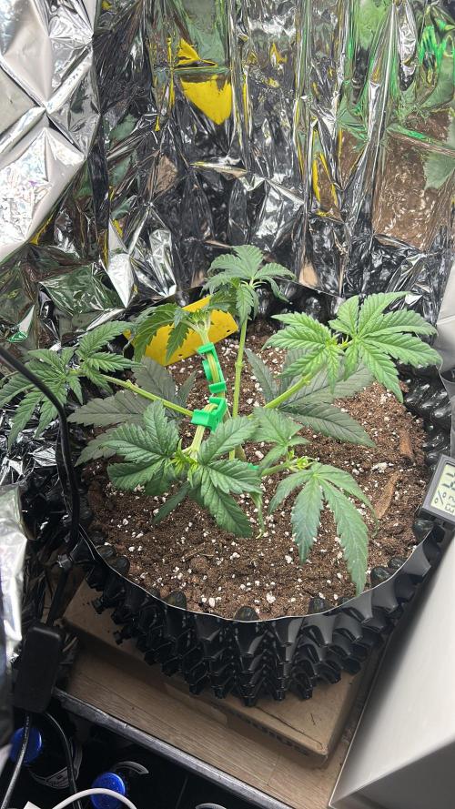 Platinum OG (1 plant in 80x80). Week 4