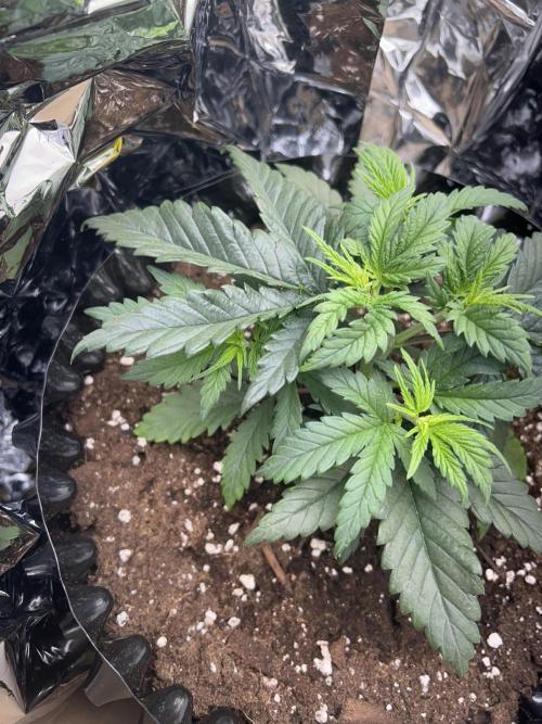 Platinum OG (1 plant in 80x80). Week 4