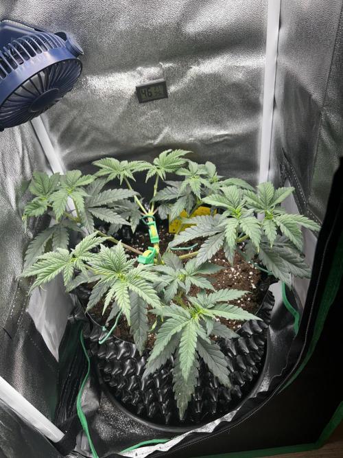 Platinum OG (HST). Week 5 - Last topping