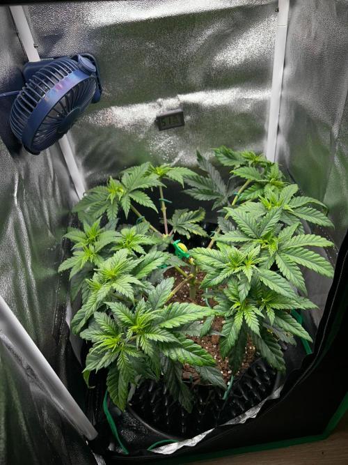 Platinum OG (HST). Week 6 - First days of the week