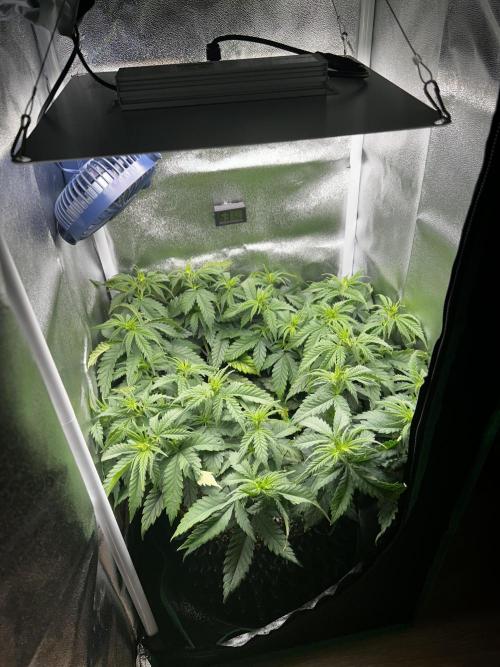 Platinum OG (HST). Week 7