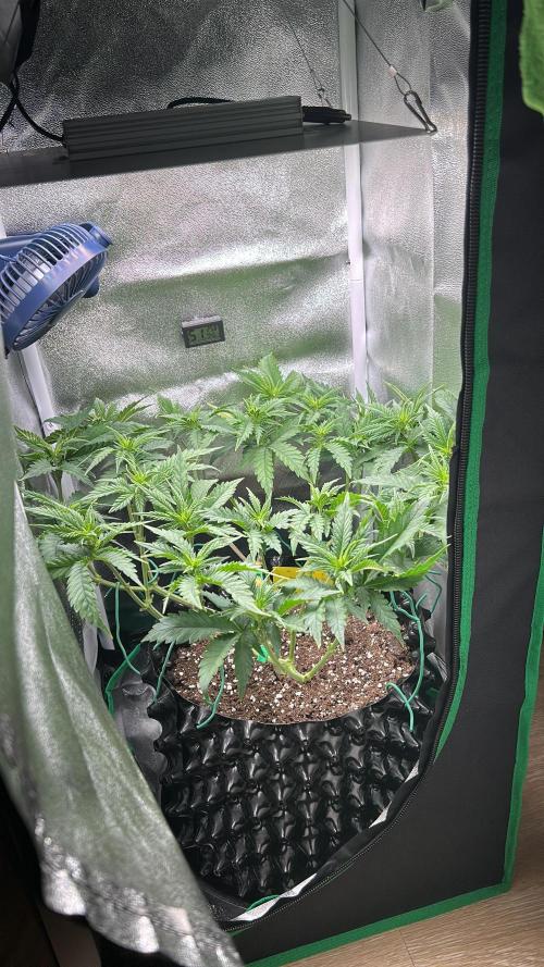 Platinum OG (HST). Week 7