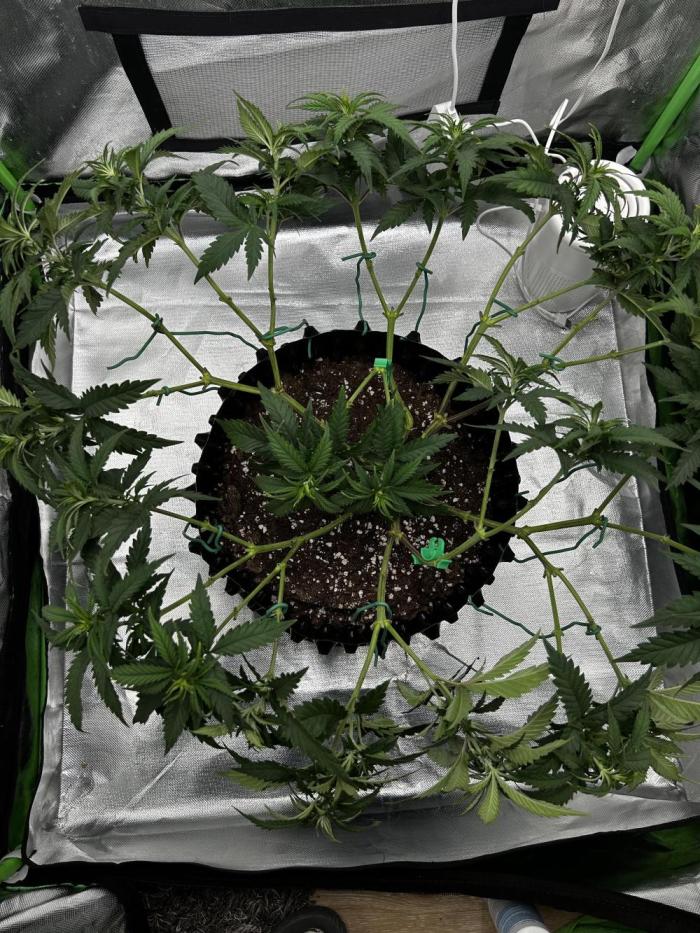 Platinum OG (HST). Week 8