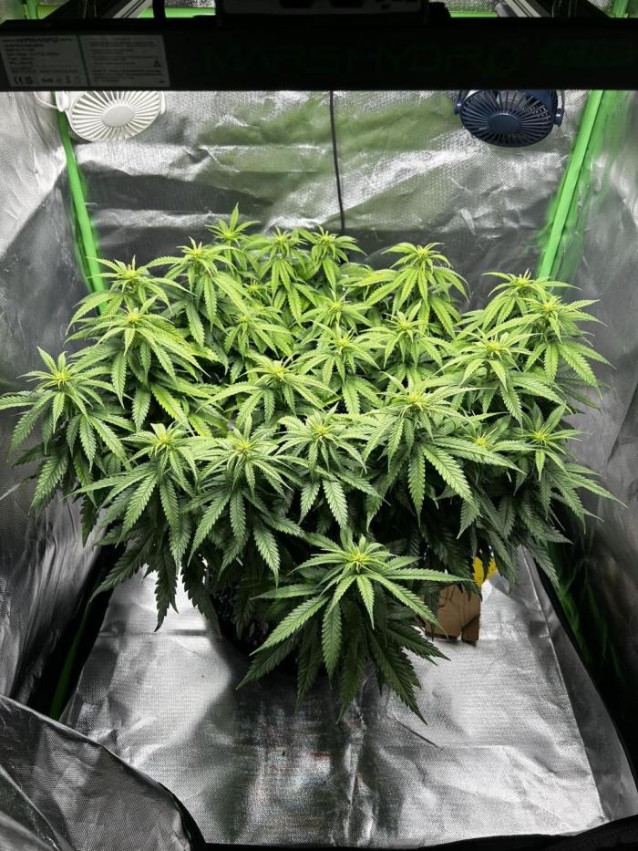 Platinum OG (HST). Week 10