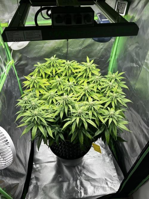 Platinum OG (HST). Week 11