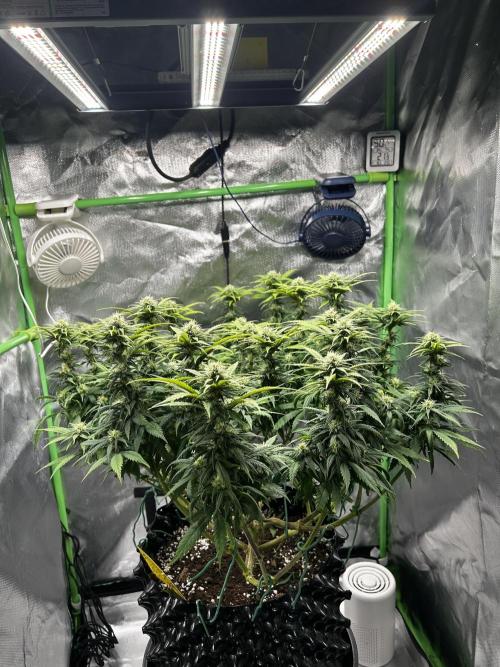 Platinum OG (HST). Week 12