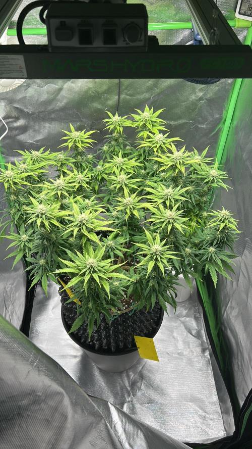 Platinum OG (HST). Week 12