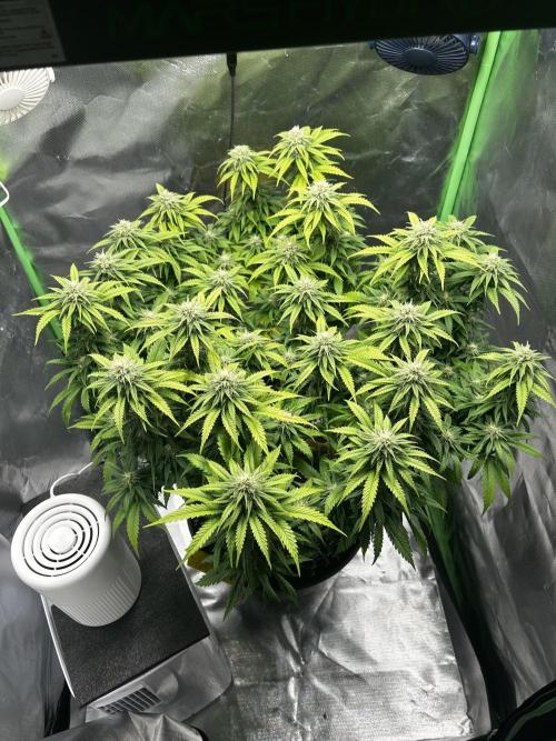 Platinum OG (HST). Week 13