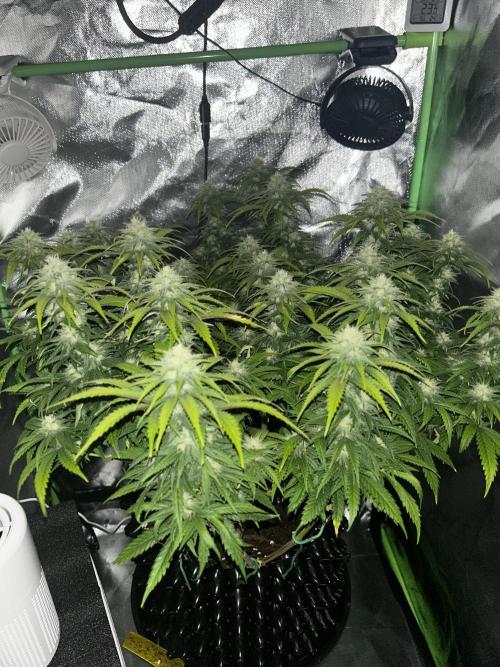 Platinum OG (HST). Week 13